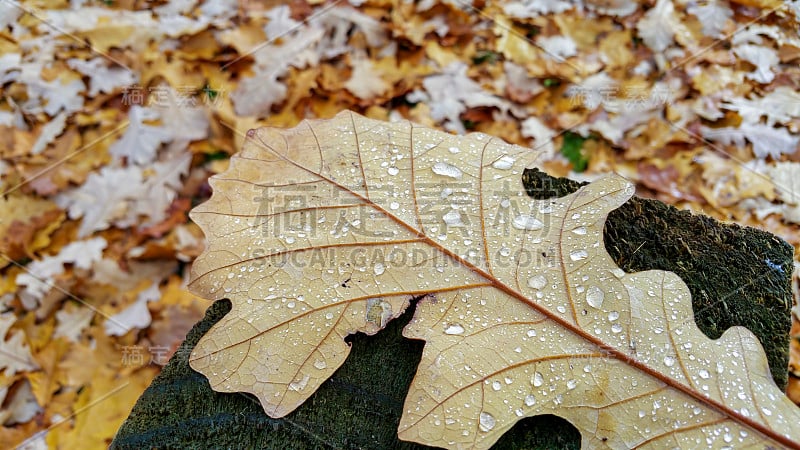 雨后，秋色的橡树叶飘落在地上