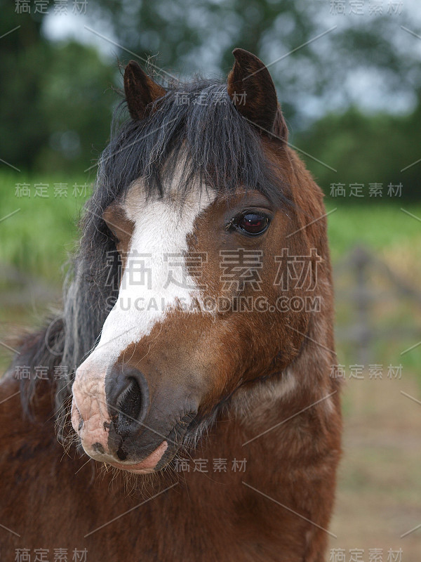 漂亮的马头像