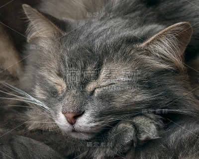 猫在睡觉