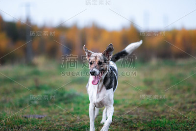 黄昏乡间平静的杂种狗