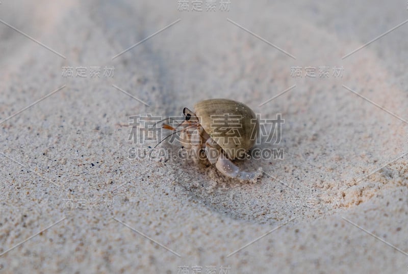 海滩上的寄居蟹