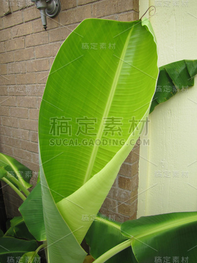 香蕉叶子展开