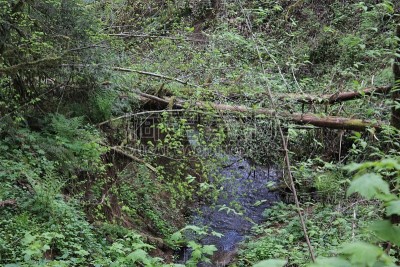 平静的水面上