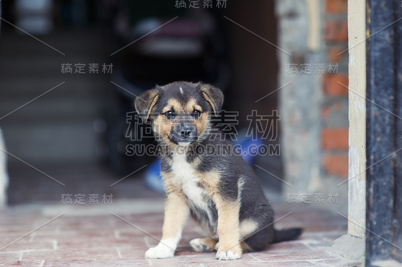 小狗2个月