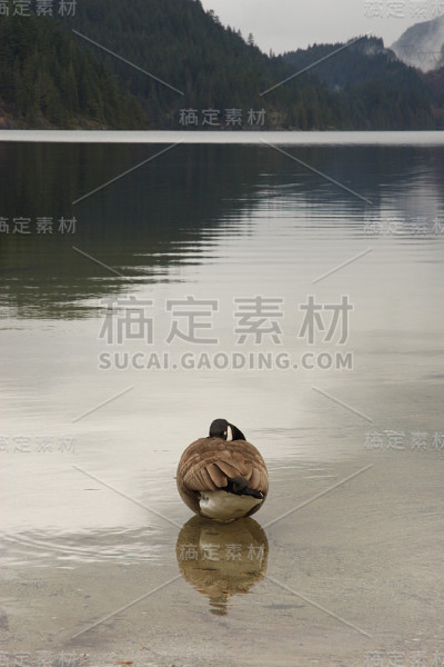 和平的加拿大鹅