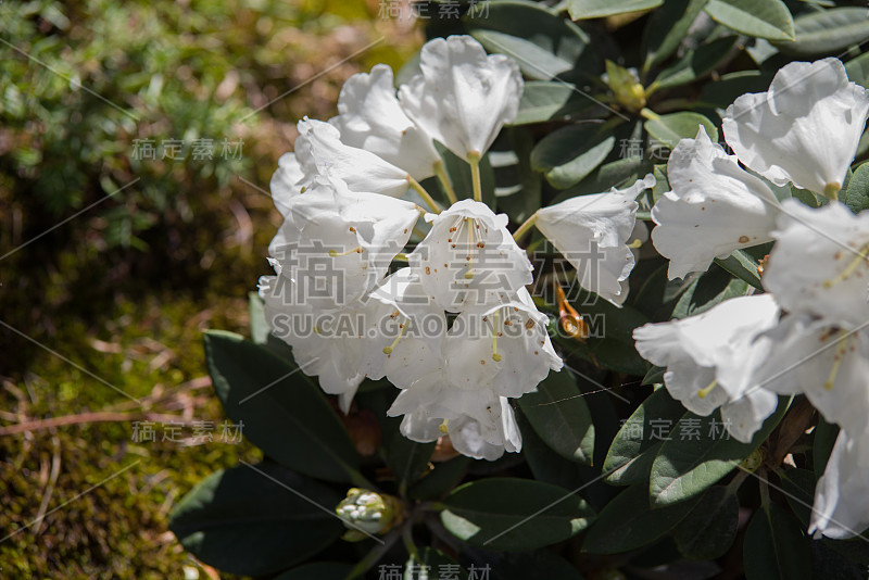 白色杜鹃花