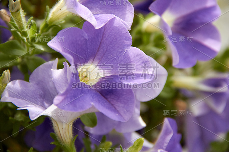 彩色的矮牵牛，矮牵牛，杂交花，花坛上有五颜六色的矮牵牛