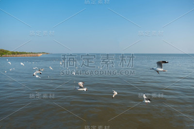 海鸥在泰国邦浦飞翔