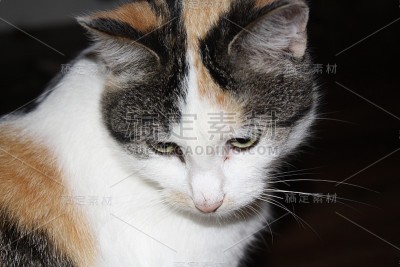 杂色猫