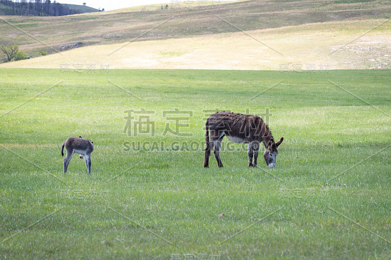 南达科他布莱克山的野生驴子