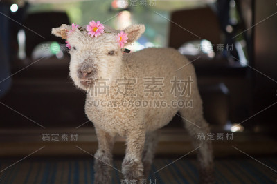戴花的小羊