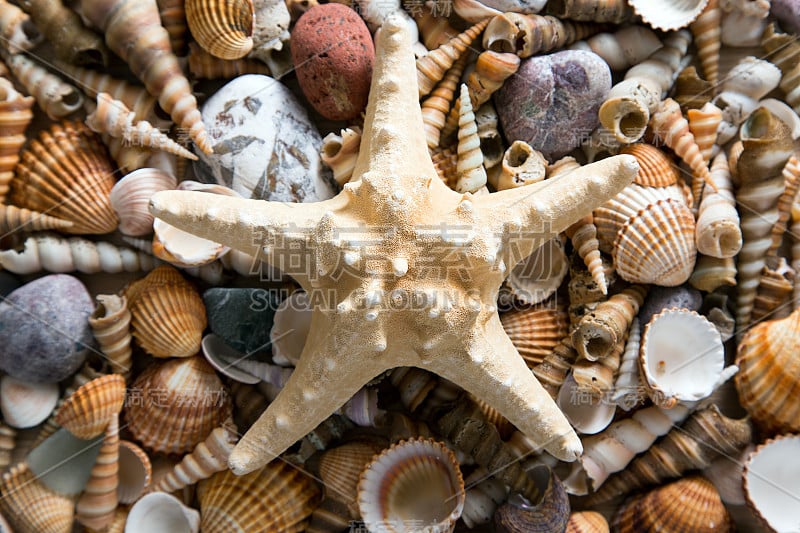 Background of sea shells and starfish