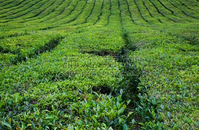 茶字段