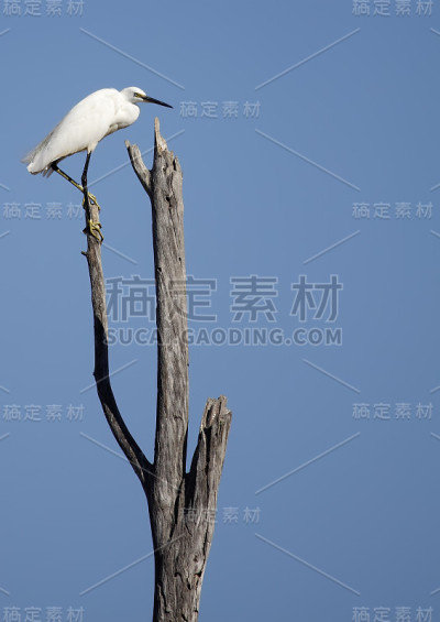 白鹭