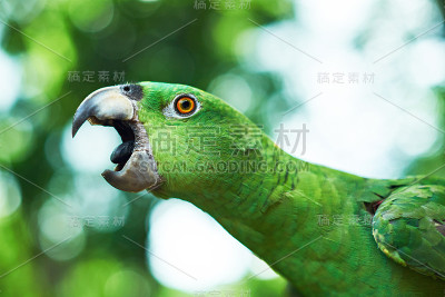 鹦鹉想咬人