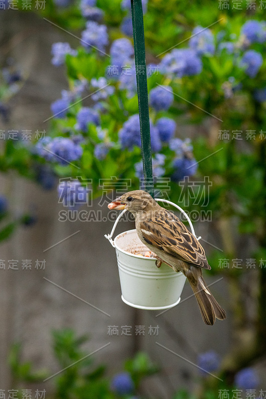 雌性家麻雀(家麻雀)栖息在板油花园喂食器上