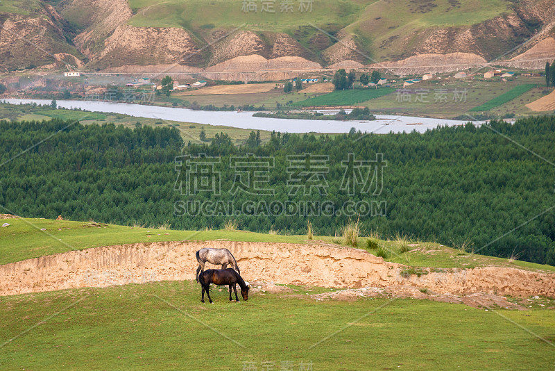 两匹马在有河流和森林的绿色草地上吃东西