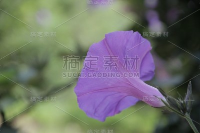 花自然叶色