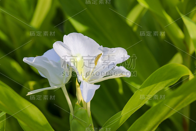 姜百合的白色花的特写。