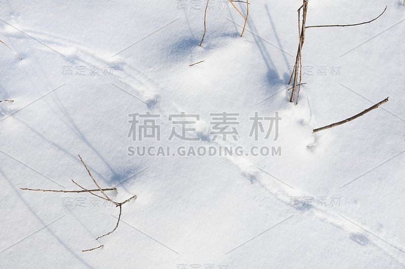 白雪上有鸟儿的痕迹