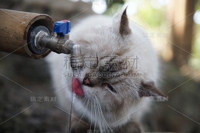 喝猫