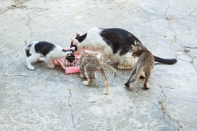 无家可归的猫和小猫咪在吃米饭