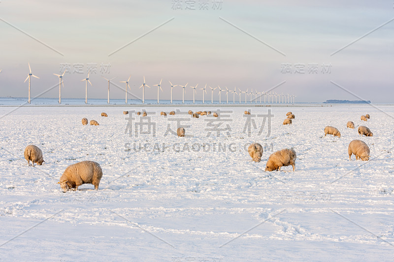 荷兰风景与风力发电机和绵羊在雪覆盖的草地