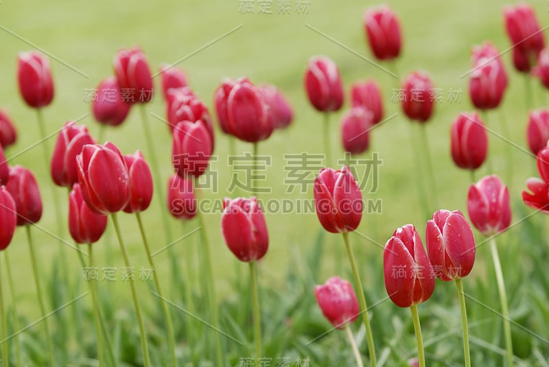 春天的花朵