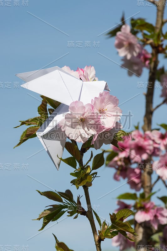 折纸鸽子在盛开的日本樱桃树上