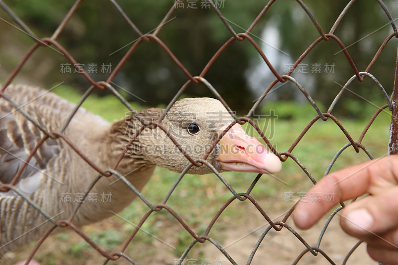 围栏后面的鹅。