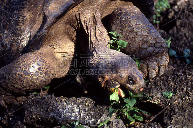 加拉帕戈斯群岛Tortoise_09