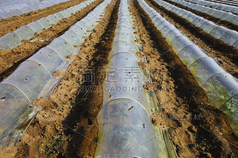 西瓜种植地膜覆盖