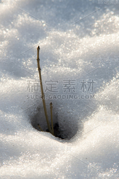草地上正在融化的雪