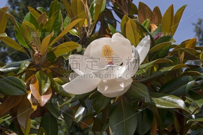 南方玉兰埃克斯茅斯花