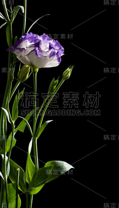Eustoma