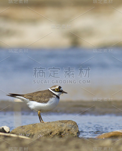 小环鸻