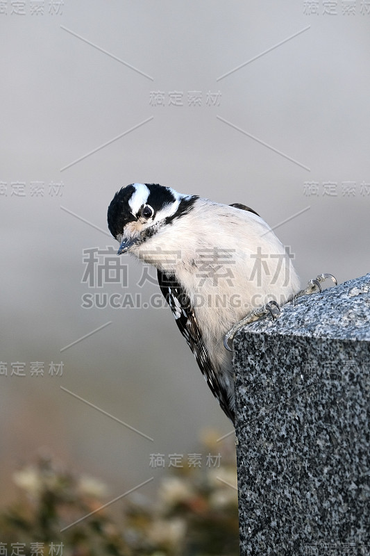 柔和的啄木鸟