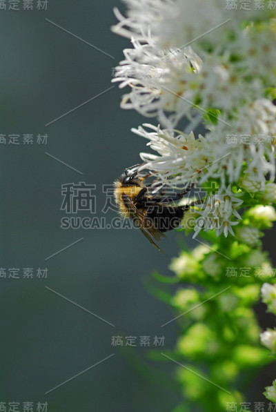 蜜蜂