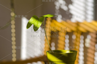 向光性。向着阳光生长的植物。