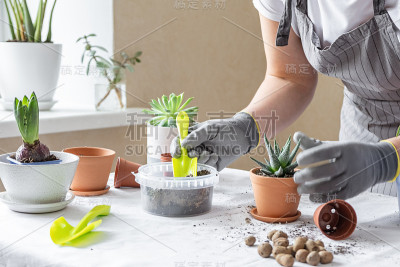 植物移植，土壤，盆，工具移植在桌子上。桌子上不同花盆里的各种植物。室内花园家居概念。