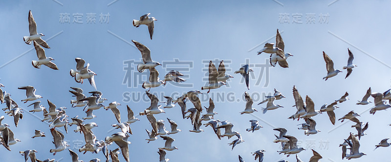 一群海鸥在飞翔，大自然