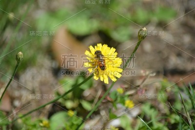 蒲公英