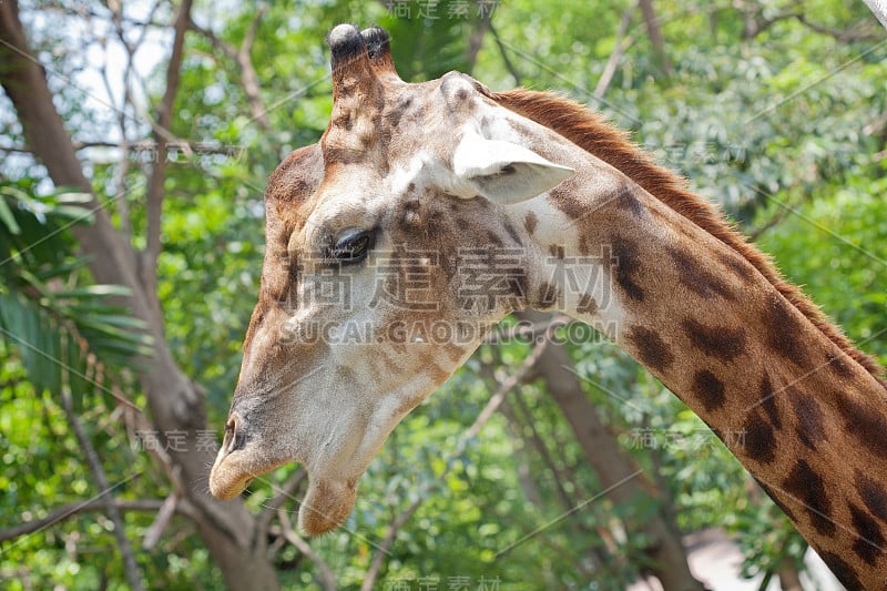 长颈鹿的头