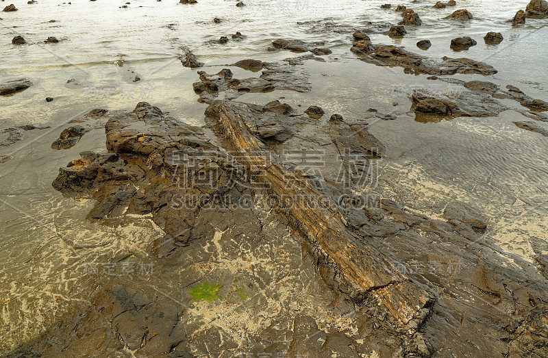 风景新西兰古玩湾-海岸与史前化石木材，地点石化森林约1.8亿年前。