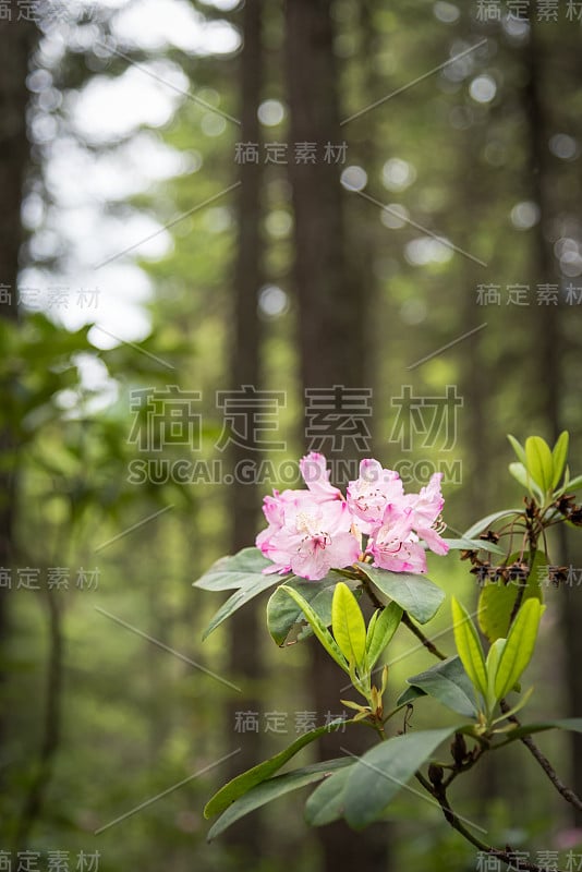 特写本地红色杜鹃花盛开在道格拉斯冷杉林在杜鹃花平原在E.C.曼宁省级公园。