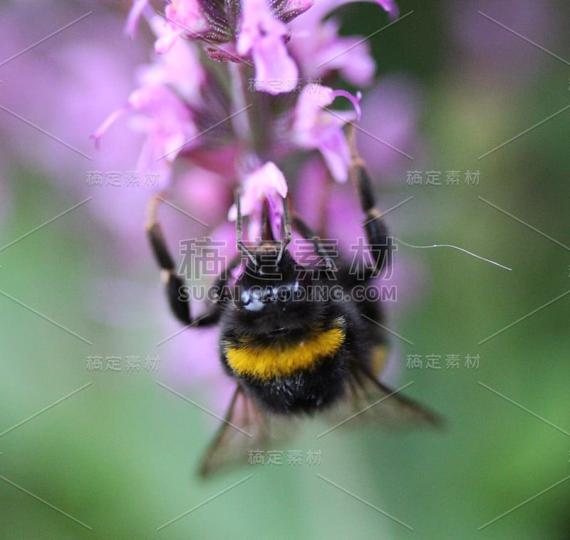 花园大黄蜂(熊蜂)