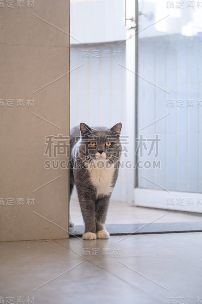 灰色英国短毛猫，室内