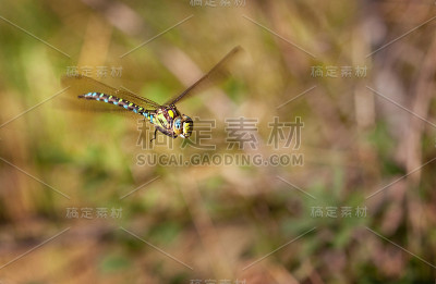 蜻蜓飞翔