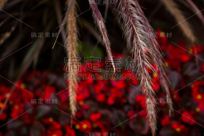 一缕缕的锋面落在红色花朵的背景上