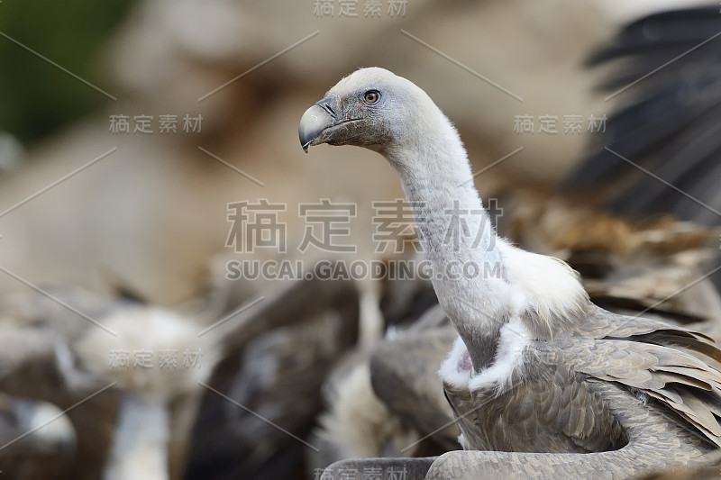 格里芬秃鹫肖像与其他背景